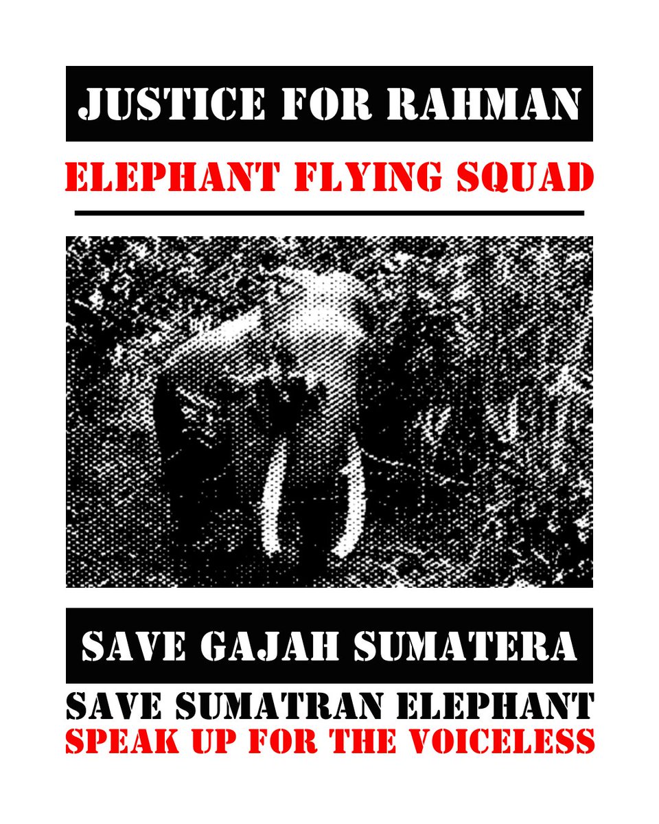 Apakah ada lembaga konservasi negara yang mengabarkan tentang kematian Rahman?
#justiceforrahman #savegajahsumatera #savesumatranelephant #speakupforthevoiceless