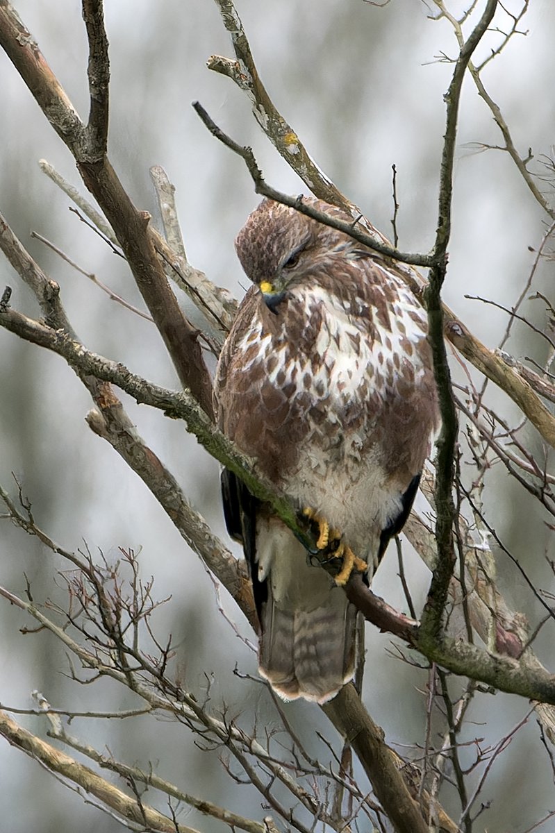 Did I need to use years of learnt fieldcraft and a ghillie suit to sneak up on this Common Buzzard? Err...no I just opened my front door!!! (still in my pjs too) I love where I live.
At this time of year Buzzards will come down into fields to look for worms, beetles etc.…