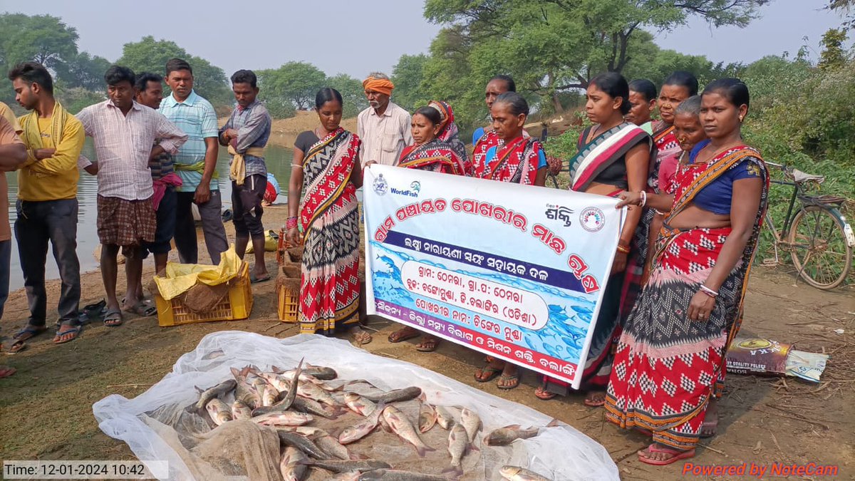 AFO_Bangomunda's tweet photo. Fish culture by WSHGs of Bangomunda Block under "MMKY-Input Assistance to SHGs for Pisciculture in GP tanks" scheme. #MMKY @CollectorBgr @farddept @CMO_Odisha @MissionShakti https://t.co/gZf6CpfpMU