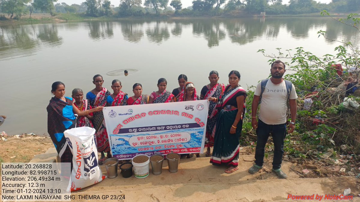 AFO_Bangomunda's tweet photo. Fish culture by WSHGs of Bangomunda Block under "MMKY-Input Assistance to SHGs for Pisciculture in GP tanks" scheme. #MMKY @CollectorBgr @farddept @CMO_Odisha @MissionShakti https://t.co/gZf6CpfpMU