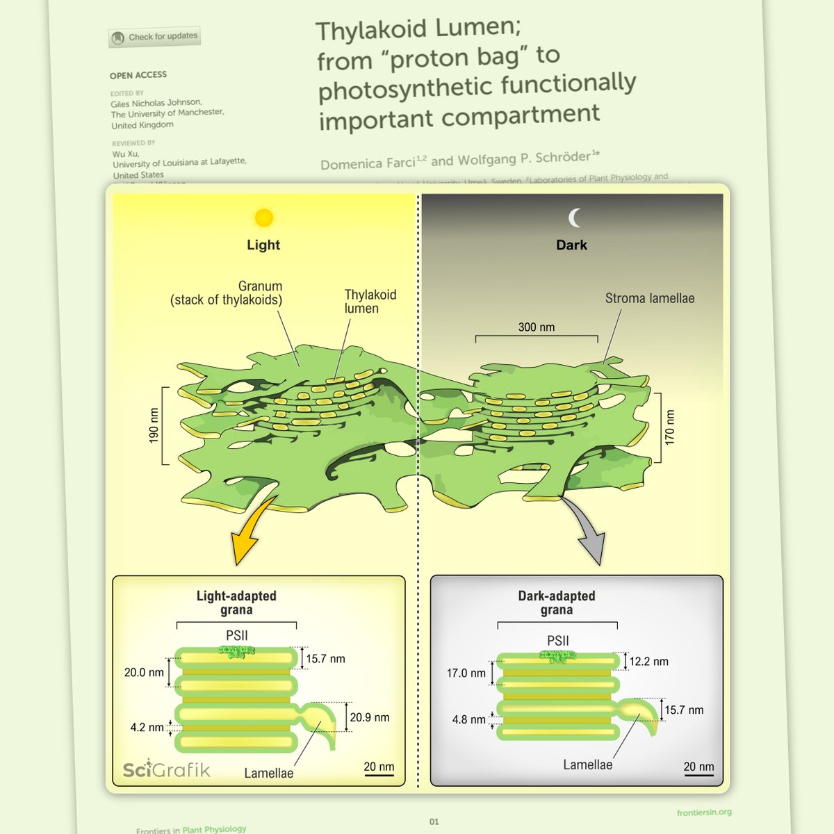 🌿Congrats to Domenica Farci (Univ. of Cagliari 🇮🇹) &amp; Wolfgang Schröder (<a href="/umeauniversity/">Umeå University</a> 🇸🇪) on their recent mini review 📰 in Frontiers in Plant Physiology! 🔍 Explore the thylakoid lumen updates here 👉: doi.org/10.3389/fphgy.….
Thank you for using <a href="/SciGrafik/">Dmitry Shevela 🇺🇦</a> 🇸🇪 services!