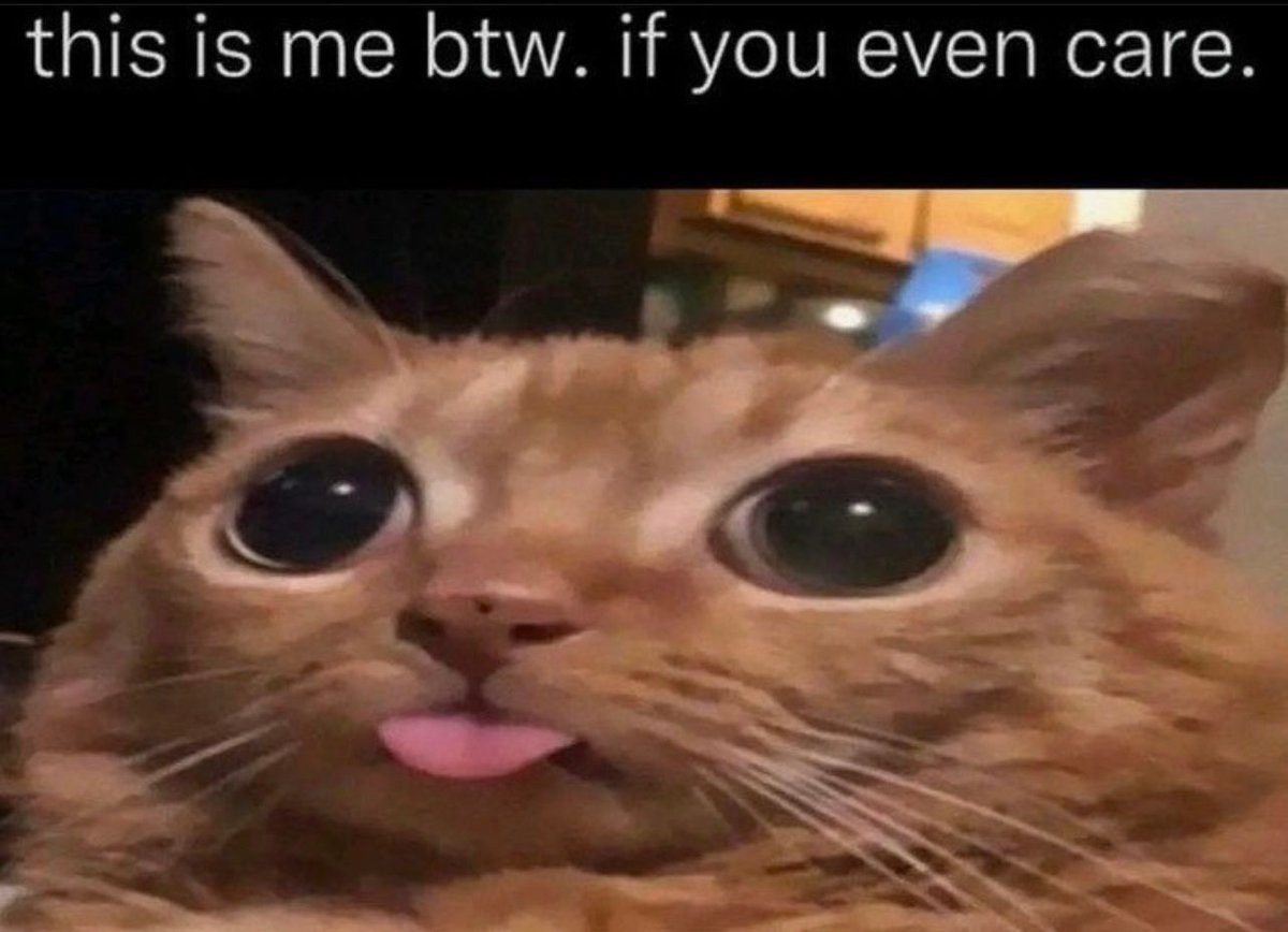 Posts Of Cats (@postsofcats) on Twitter photo 