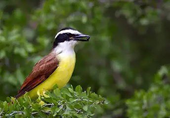 Cumbuco, fully embracing kite surfers for 20+ years. What a lovely warm and welcoming spot.  …and did I mention the wind is steady longshore and regular as clockwork?! Even the little local bird is called Bem-te-vi, “good to see you” #Bemtevie #awesomeCumbuco