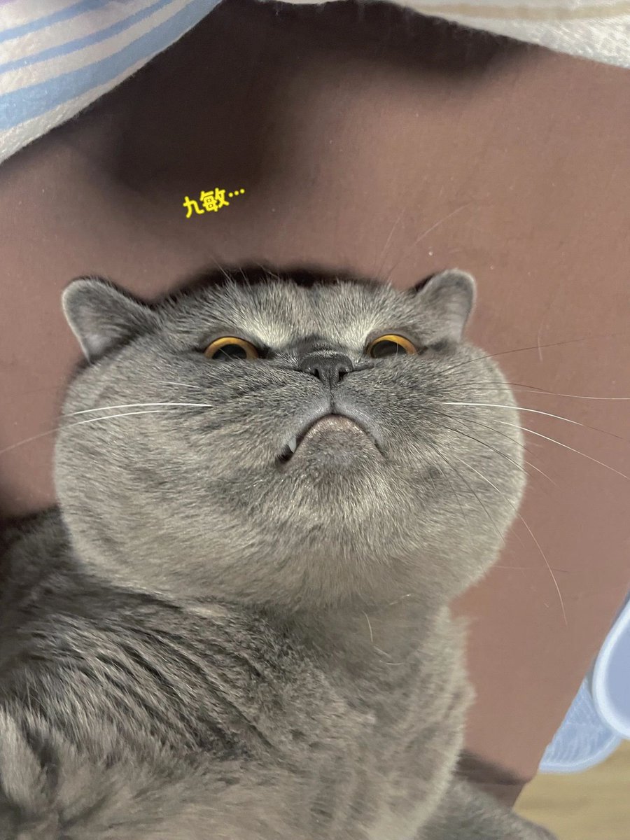 The angry look is so cute