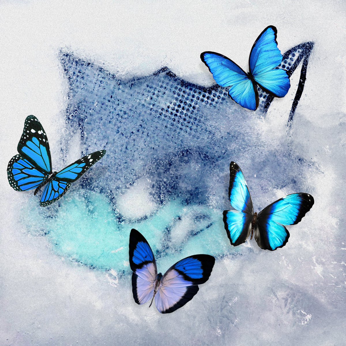 WOLFHOWLHARMONY's tweet photo. Frozen Butterfly🐺🥶🦋

#WOLFHOWLHARMONY #WHH
#FrozenButterfly #フロバタ https://t.co/UhI7YO4J8n