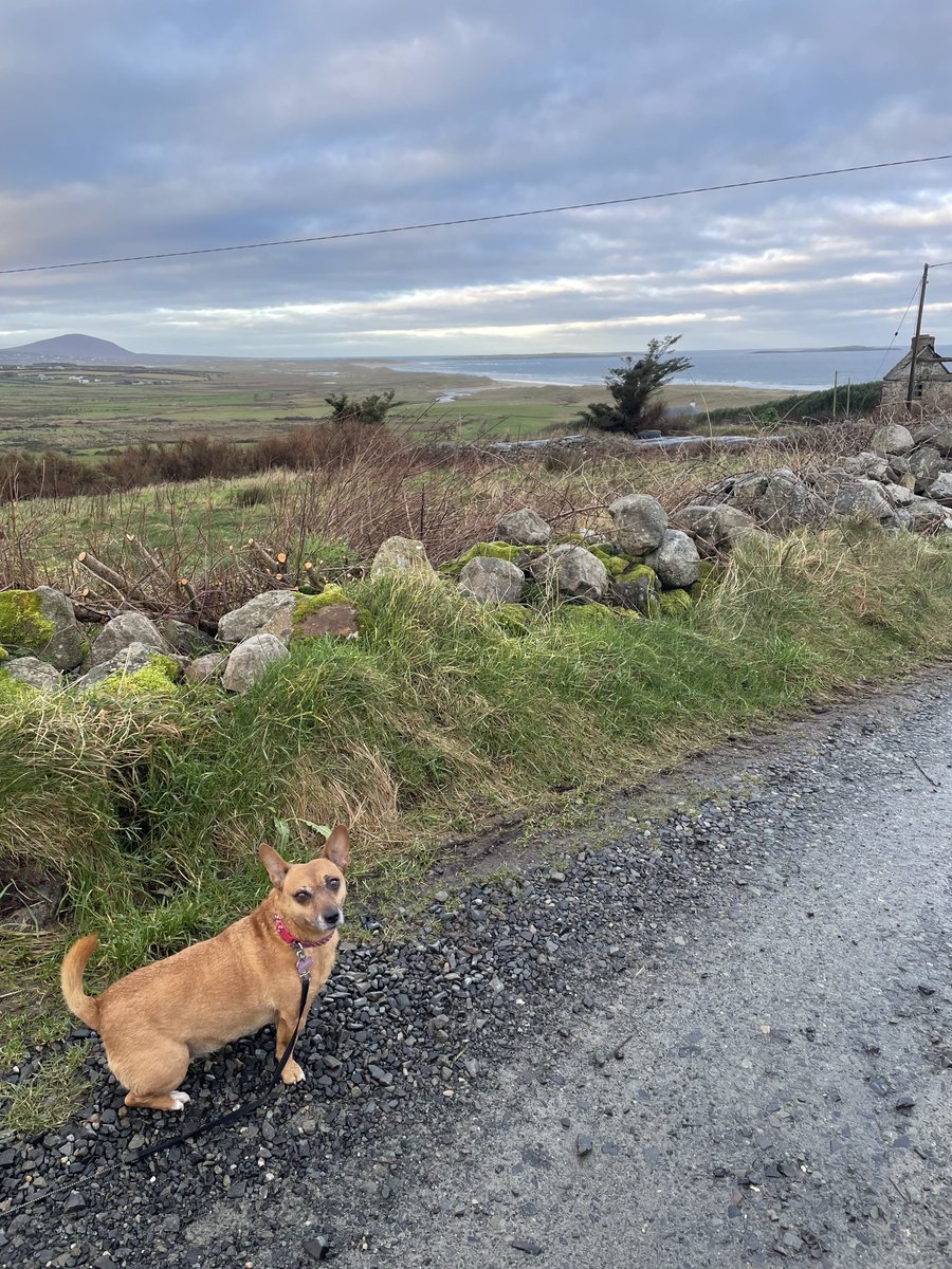 Day 13/100 days of walking with #Rubybeag ⁦@welovedonegal⁩ ⁦@WAWHour⁩ ⁦@wildatlanticway⁩ ⁦@TourismIreland⁩ ⁦@visit_donegal⁩ #Donegsl ⁦@ThePhotoHour⁩