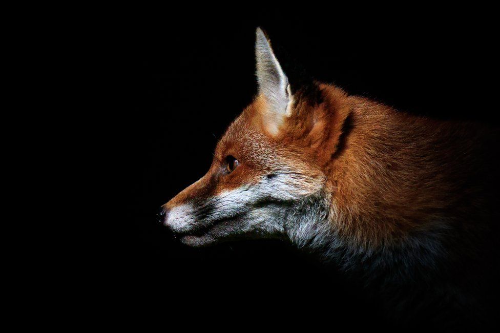 St Hilary's day & the North wind had come to visit, wilding over the sea, no care for nordlandsbåt or fiskekutter, gowling in the night, gathering snow in his stiff-frozen cloak of blanchy pine-needles and wefted iron pins and dark oily feathers. Old Fox heard him first, knocking…