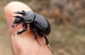 Minotaur beetle :3✨ (typhaeus typhoeus)