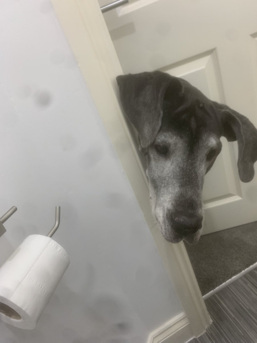 GavinM_onair's tweet image. To love and be loved by an animal is life’s greatest privilege. 

We must now travel separately but I will always carry her in my soul.

Grace

10th May 2014 - 11th January 2024