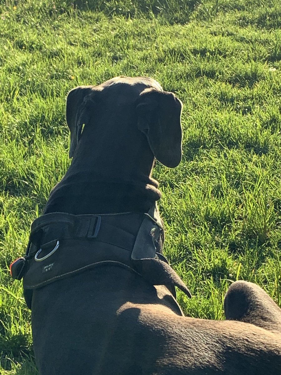 GavinM_onair's tweet image. To love and be loved by an animal is life’s greatest privilege. 

We must now travel separately but I will always carry her in my soul.

Grace

10th May 2014 - 11th January 2024