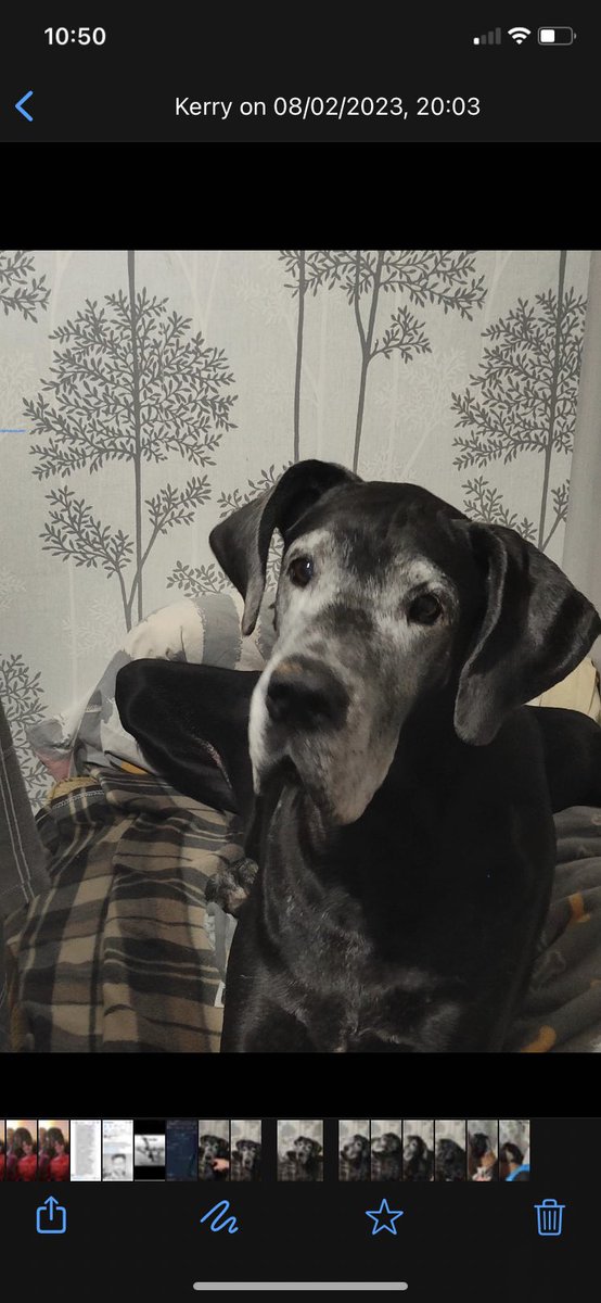 GavinM_onair's tweet image. To love and be loved by an animal is life’s greatest privilege. 

We must now travel separately but I will always carry her in my soul.

Grace

10th May 2014 - 11th January 2024