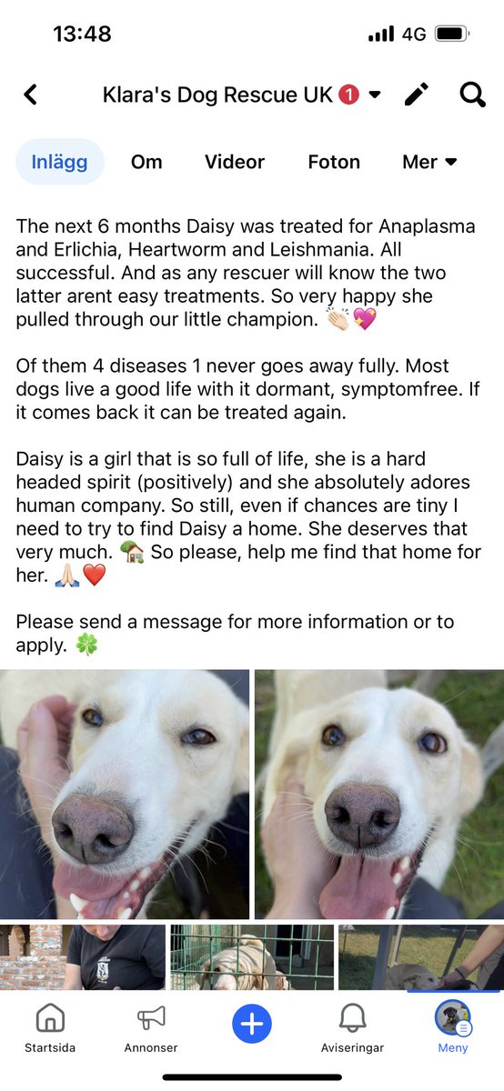 DogKlara's tweet photo. Please read and help, Daisy will need all the help we can give and more to find that special home! She is a fighter and an amazing girl! ❤️❤️❤️ #adoptdaisy https://t.co/i25i0pyP4A