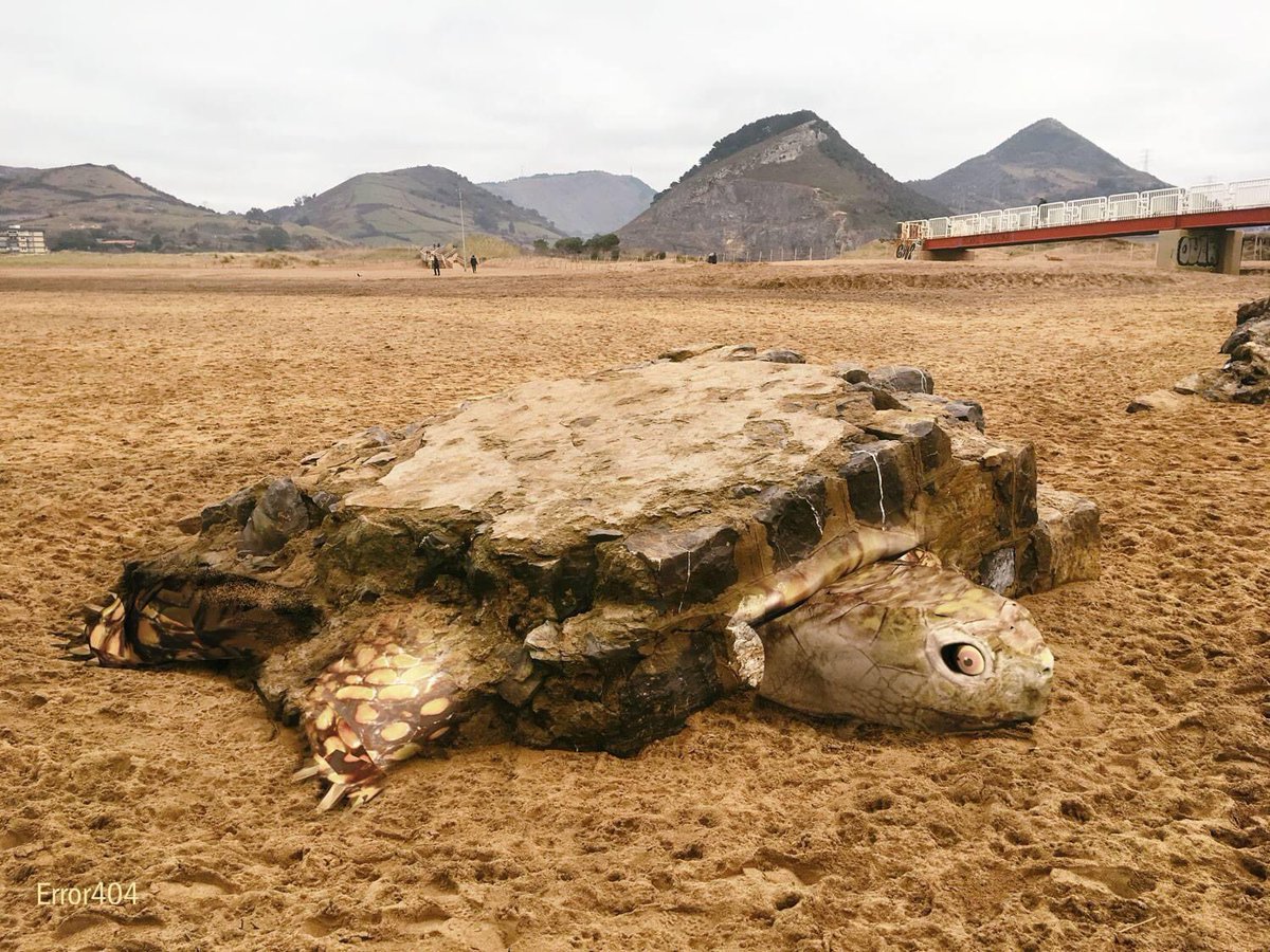 CANAL NATURE - Tortuga Mutante de Muskiz . 
Estos longevos testudines vascos se caracterizan por su caparazón pedruscón, también conocido como espaldar o dorsal y es amplio, duro y sostenible. Acostumbran a tomar el sol en marea baja en la playa de La Arena...