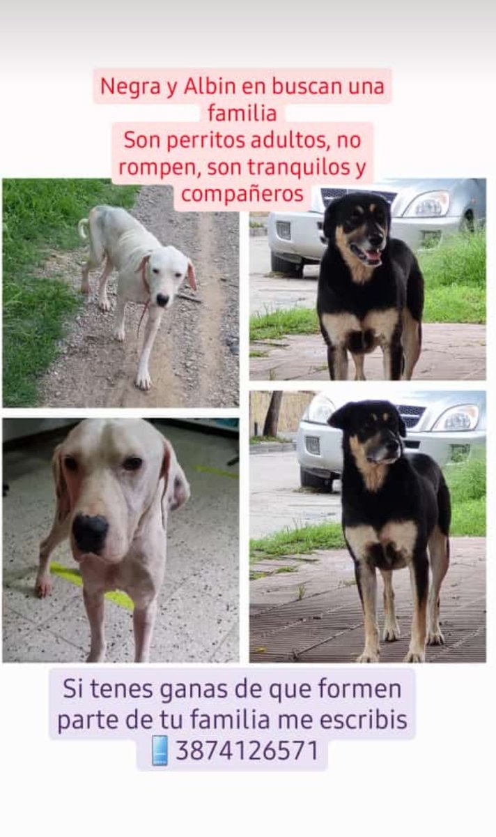 muchadatasalta's tweet photo. 📍SALTA 
‼️PERRITOS ADULTOS NECESITAN UN HOGAR 
👉 3874126571 
Los ayudamos a encontrar una familia? ❤️ https://t.co/s5zm2uZSG9