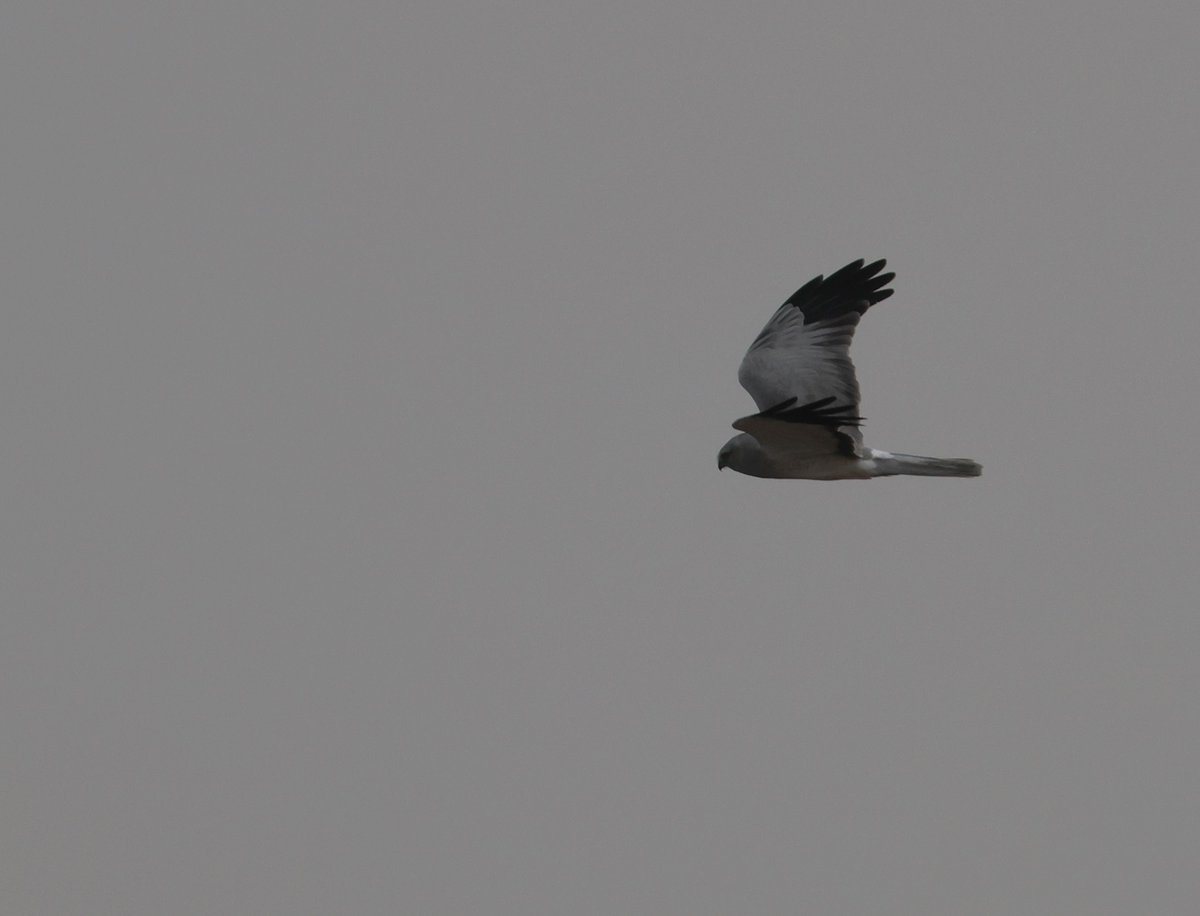 Cracking morning at Oare Marshes today, highlight being this stunning ♂ Hen Harrier over the East Flood.