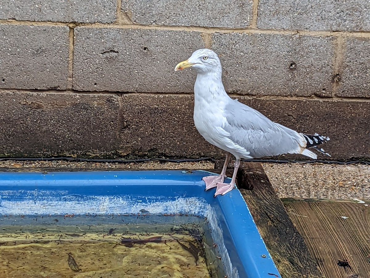 ARO Sam called fire and rescue for this poor gull caught in fishing wire in Kenly Luckily nothing broken and after a night at hotel Wildlife Aid will be back in the wild. 28
