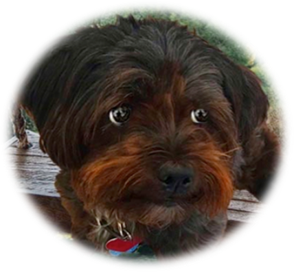 AnimalMusings-where the FUR PALS PRESIDE tweet media