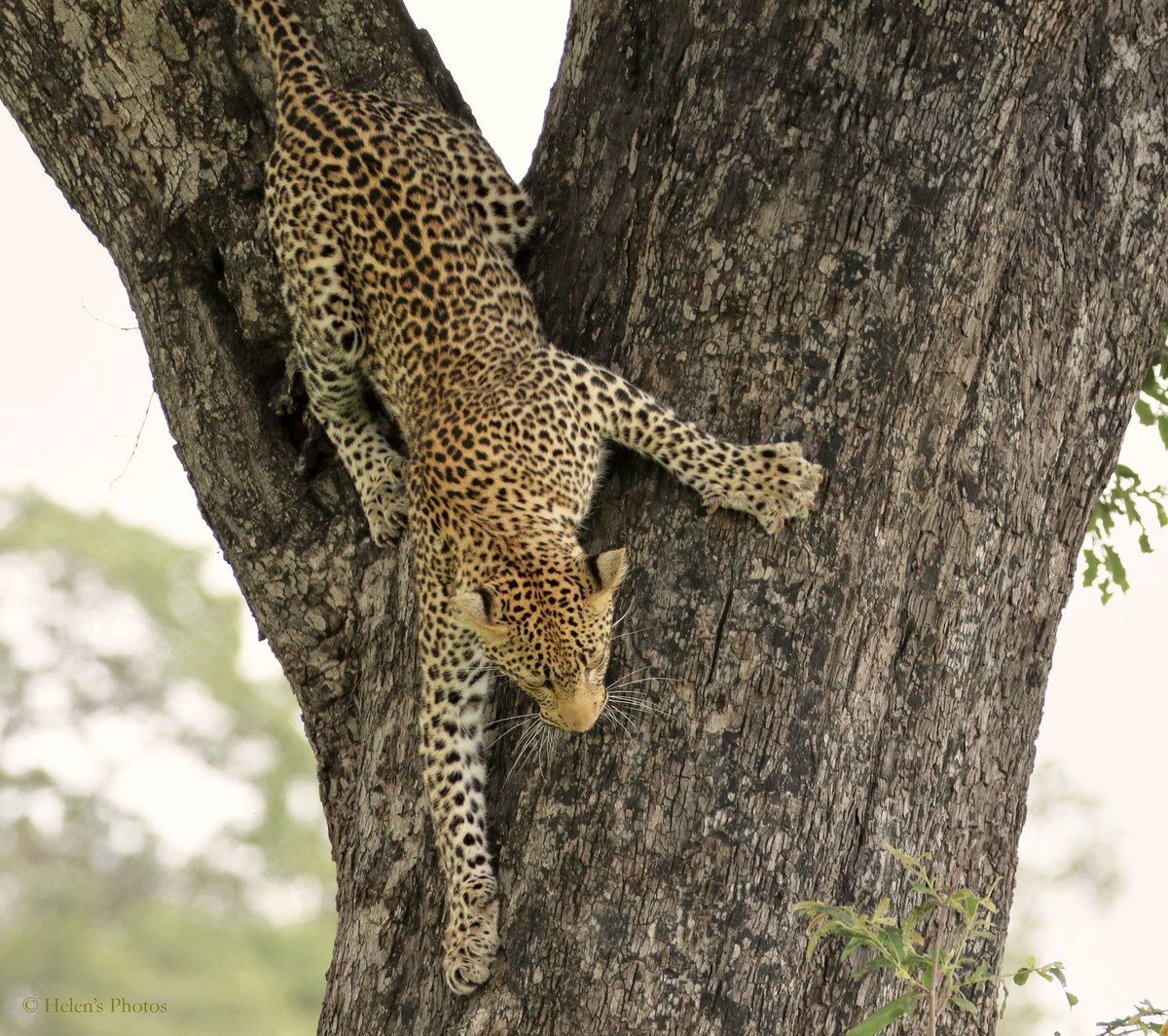 Coming down!  Very slowly!

#leopards #Predator #TwitterNatureCommunity #TwitterNaturePhotography #wildlifephotography #wildlife #africanwildlife