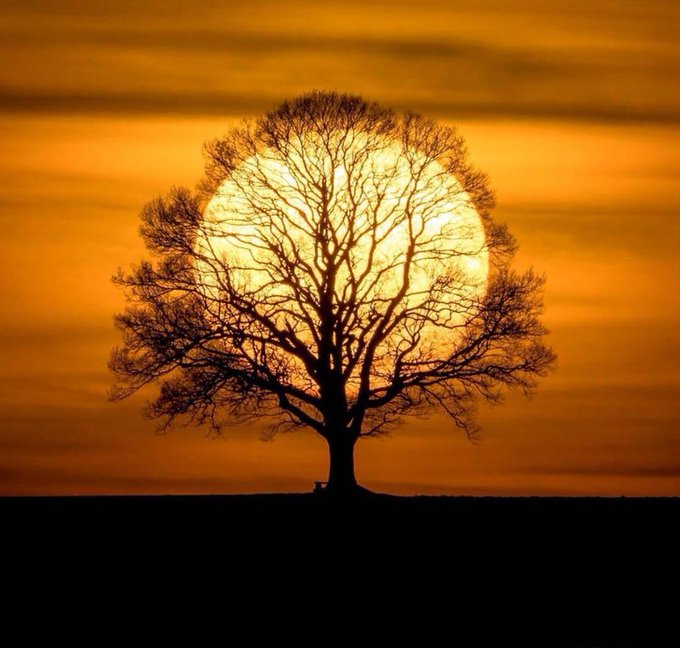 Rainmaker1973's tweet image. Photographer Tobias Messerli caught the right moment when the Sun disc set behind a tree with the same approximate relative size, in Utzingen, Switzerland.