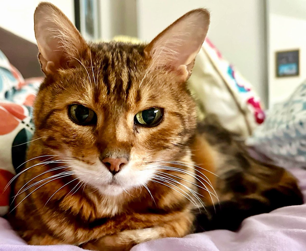 ELOJeff's tweet photo. Good day to you on this fine but cold Caturday. #Caturday #LieIn #StayingInBed https://t.co/KxGIjEaE0T