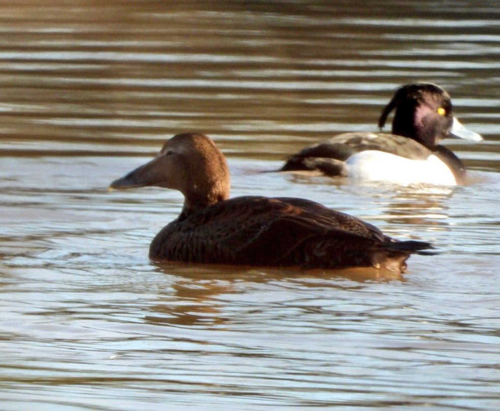 daleivor's tweet image. #Eider #watermead nice county tick. Some people were really pleased with this one.  Was in town looking at Waxwings when the news broke. @LandRbirds