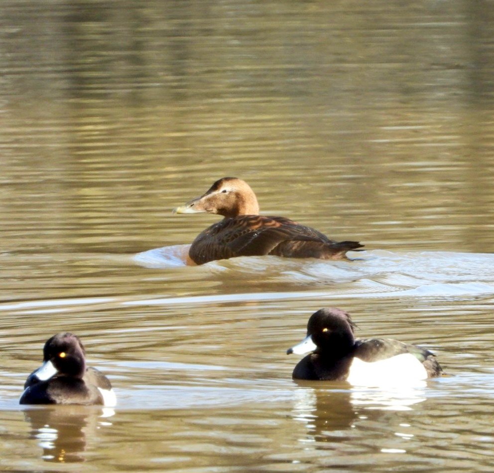 daleivor's tweet image. #Eider #watermead nice county tick. Some people were really pleased with this one.  Was in town looking at Waxwings when the news broke. @LandRbirds