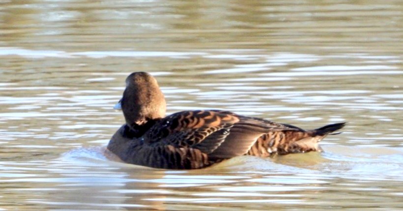 daleivor's tweet image. #Eider #watermead nice county tick. Some people were really pleased with this one.  Was in town looking at Waxwings when the news broke. @LandRbirds