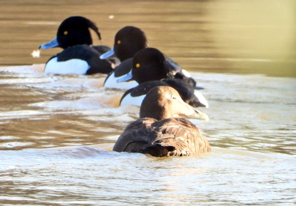 daleivor's tweet image. #Eider #watermead nice county tick. Some people were really pleased with this one.  Was in town looking at Waxwings when the news broke. @LandRbirds