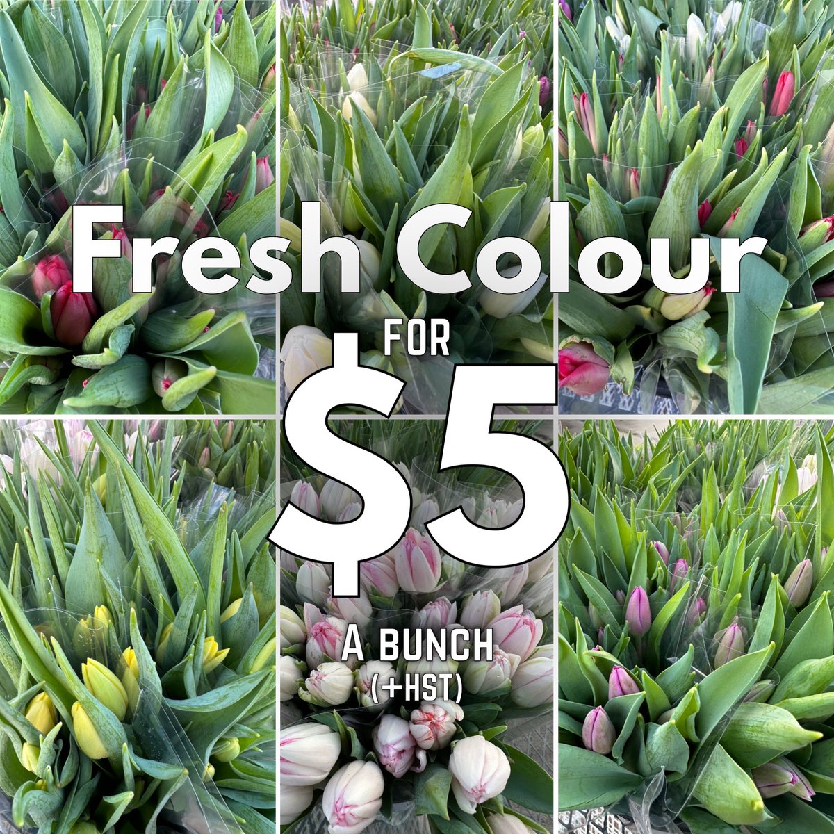 Picked Up Fresh from the Greenhouse this morning! Our Famous Short-Cut Tulips are BIG on Colour - Short on Stem. 

Pick up some today for just $5 a bunch. 

Open Thursday to Saturday 10-5 During January &amp; February. 

Just minutes away - Exit QEW at Fifty Road - we’re 1km south