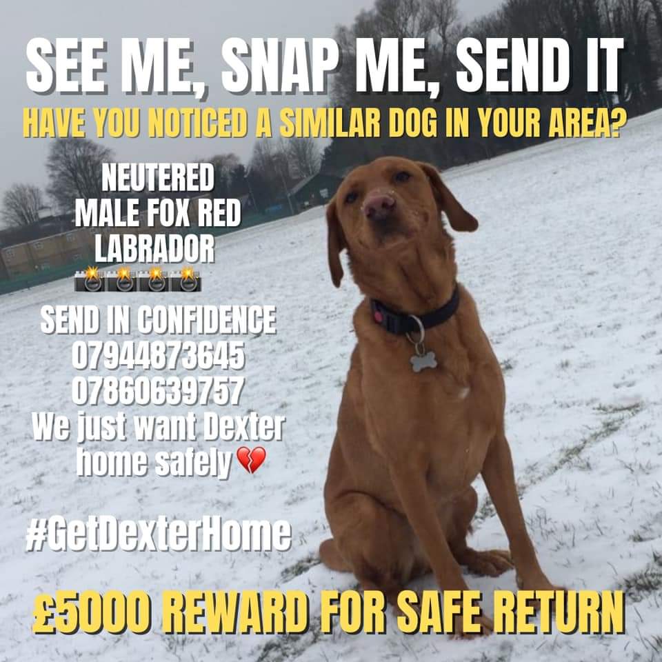 3 years ago today DEXTER was stolen from Beaconsfield #HP9 14 January 2021 Dexter is still #missing Please share / post for Dexter today #getdexterhome Fox red lab boy - he could be anywhere in the UK Even in your home... did you have your new dog scanned? £5000 reward