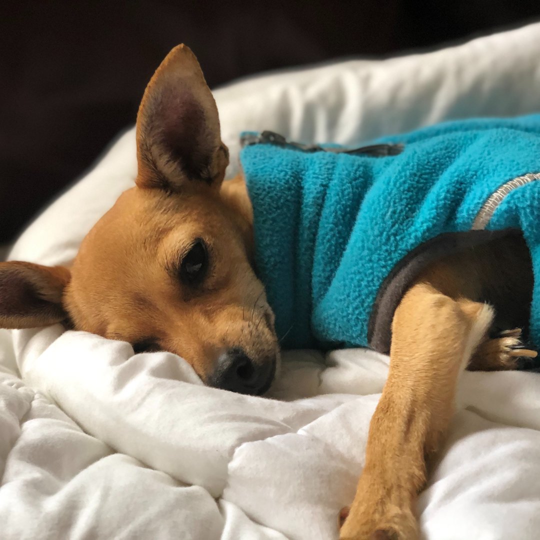 How we are feeling this chilly Saturday morning. #IHG #Petfriendlyhotel #Candlewoodsuites #Visitfortcollins