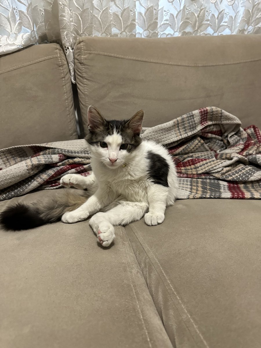 Benim kedo şpagat açıyor