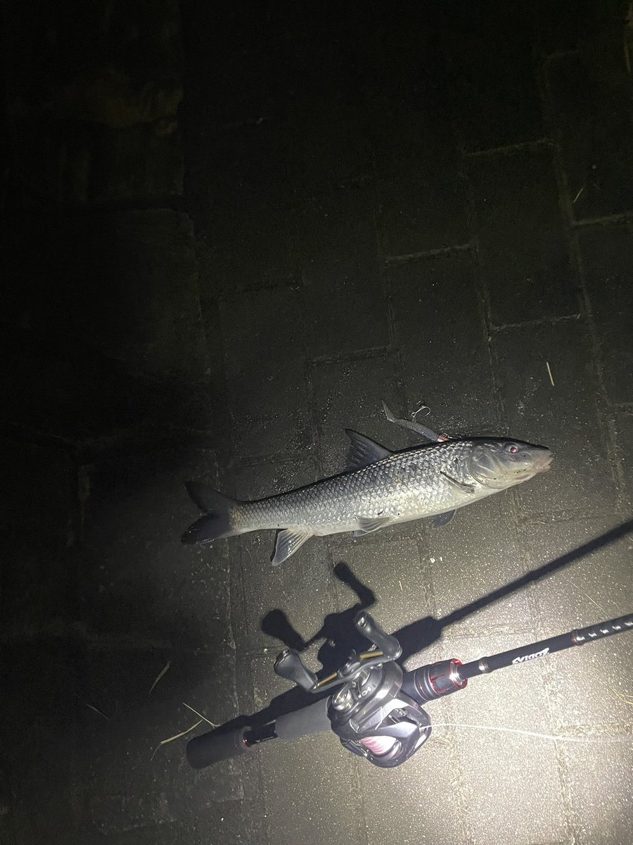 bassfish0608's tweet photo. シーバス大会最終日なんとか一本
キーパーなさそうだったので測らずにリリースしました😇
ベイトフィネスシーバス楽しすぎ👍
#jac01
#埼玉シーバス大会 https://t.co/vjuTcuEsLu