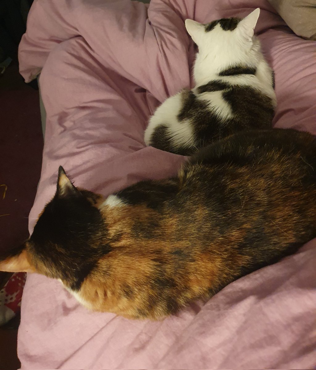 LieseFe's tweet photo. @KGN_Gezwitscher Die Beine schlafen ein, aber es gibt nichts besseres, als wenn die Katzen auf einem rumlümmeln. 😍 https://t.co/4rKvRZGqj2