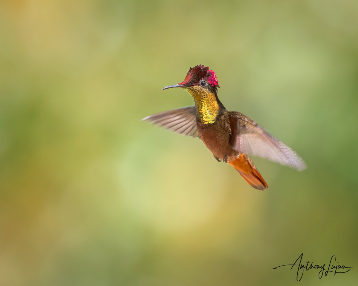 anthonylujan's tweet photo. Can you see why this hummingbird is sought after? Photographed at the gardens of @lajedo_dos_beija_flores
Ruby-topaz Hummingbird
Chysolampis mosquitus
Status - Least Concern
#alhummingbirdinflight
Sony A1 - Sony 600mm
#rubytopaz #topaz #hummingbird #nuts_about_birds #earthca... https://t.co/nKcGCFyLPM