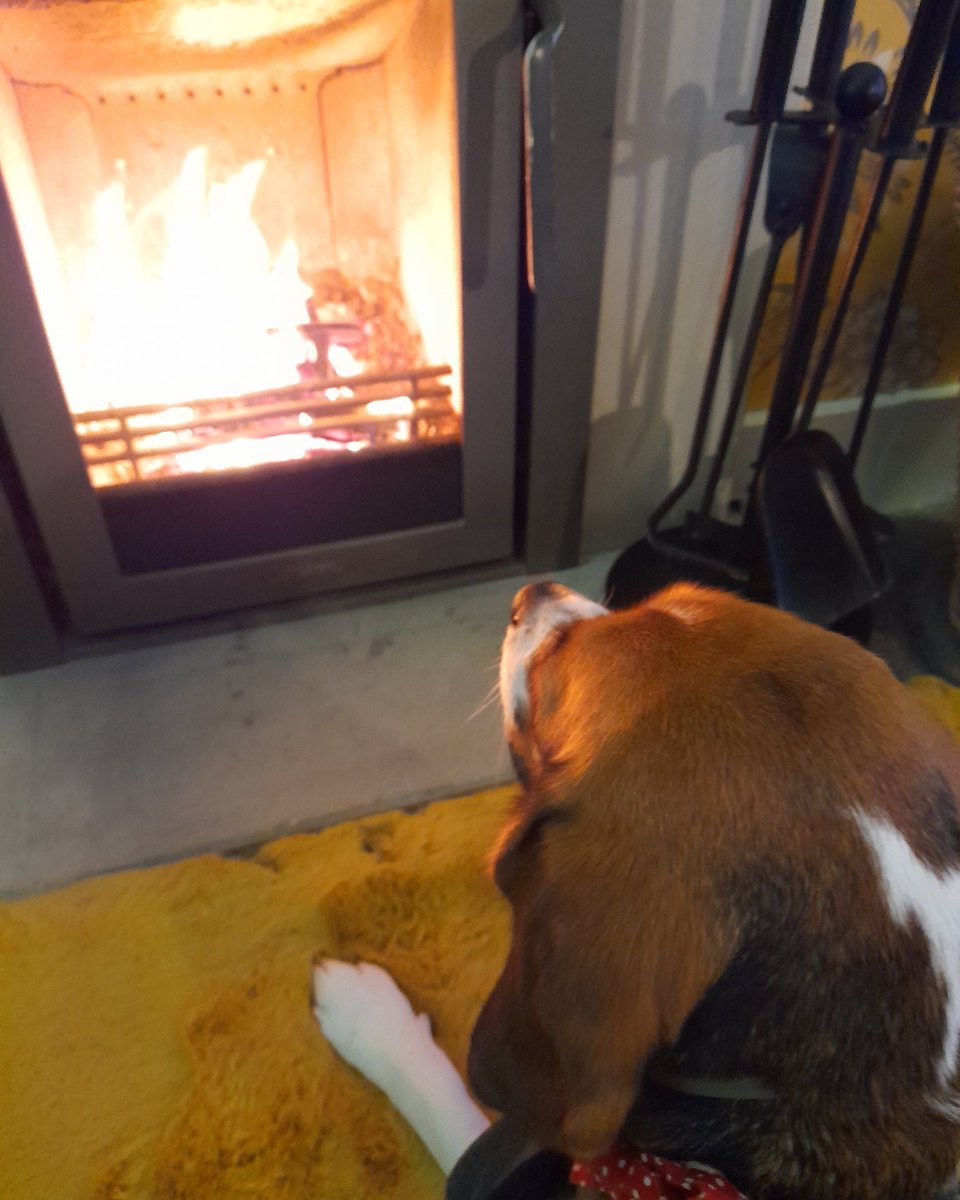 Beagle Facts tweet media