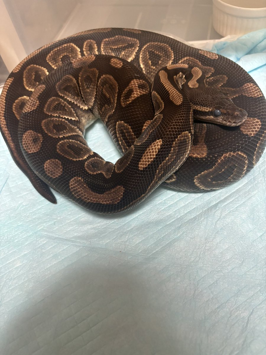 chiko2300416's tweet image. いい感じに仕上がってきてる。