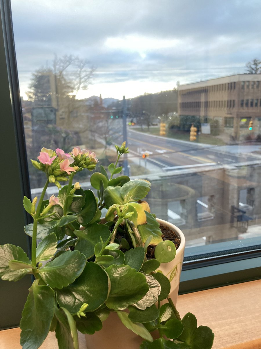 carolynedy's tweet photo. First flowers in a decade. Is my plant trying to win me back … or was it just so happy to have my office to itself for three weeks? https://t.co/x8QYCIJCmQ