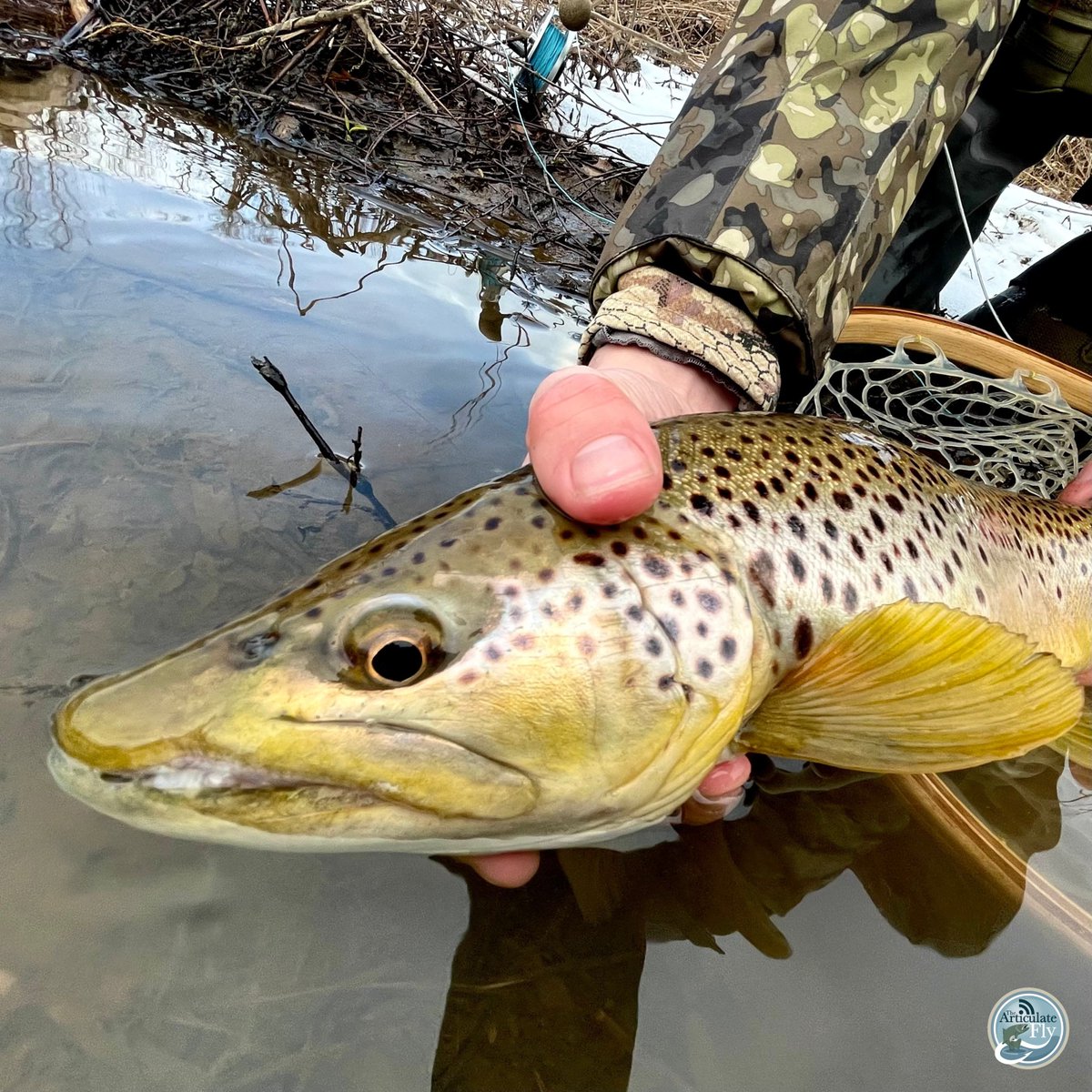 Articulate_Fly's tweet photo. π First Central PA Fishing Report of the year with George Costa! What does the weather mean for your fishing plans? Find out now and discover the hottest fly tying trends. https://t.co/ZsszUzlfRN π£ #FishingUpdate #FlyTying #FishingSeason https://t.co/ilr27w1p8Z