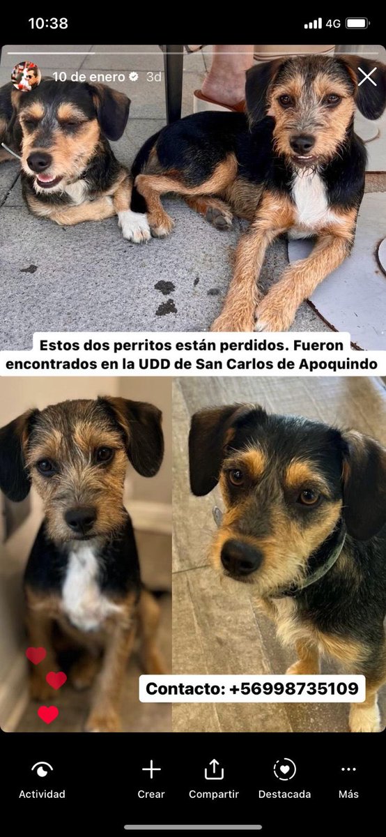 Perritos encontrados en la UDD de San Carlos de Apoquindo. Se nota que son de casa. Por favor difundir y si los dueños aparecen llamar al teléfono de contacto. Gracias amigos