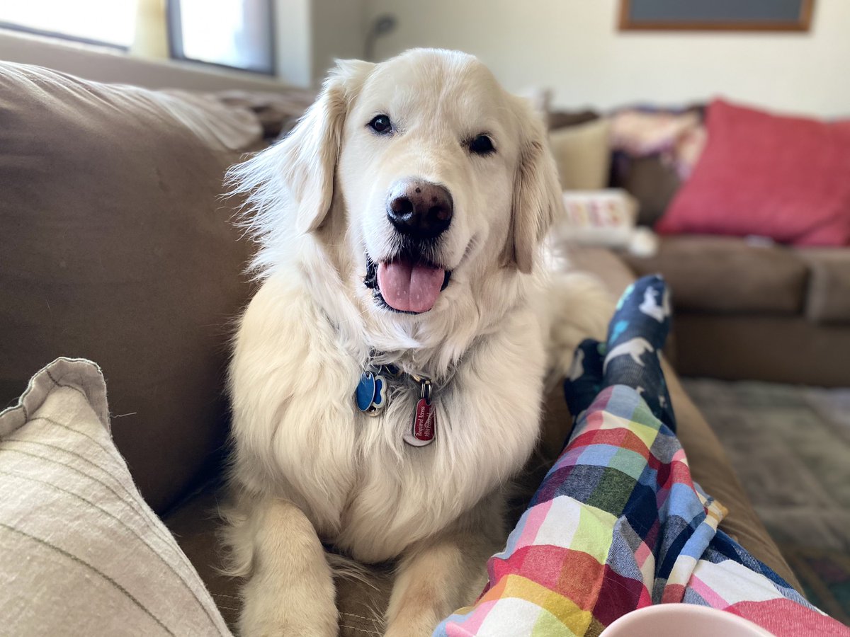 Sampson the Service Dog tweet media