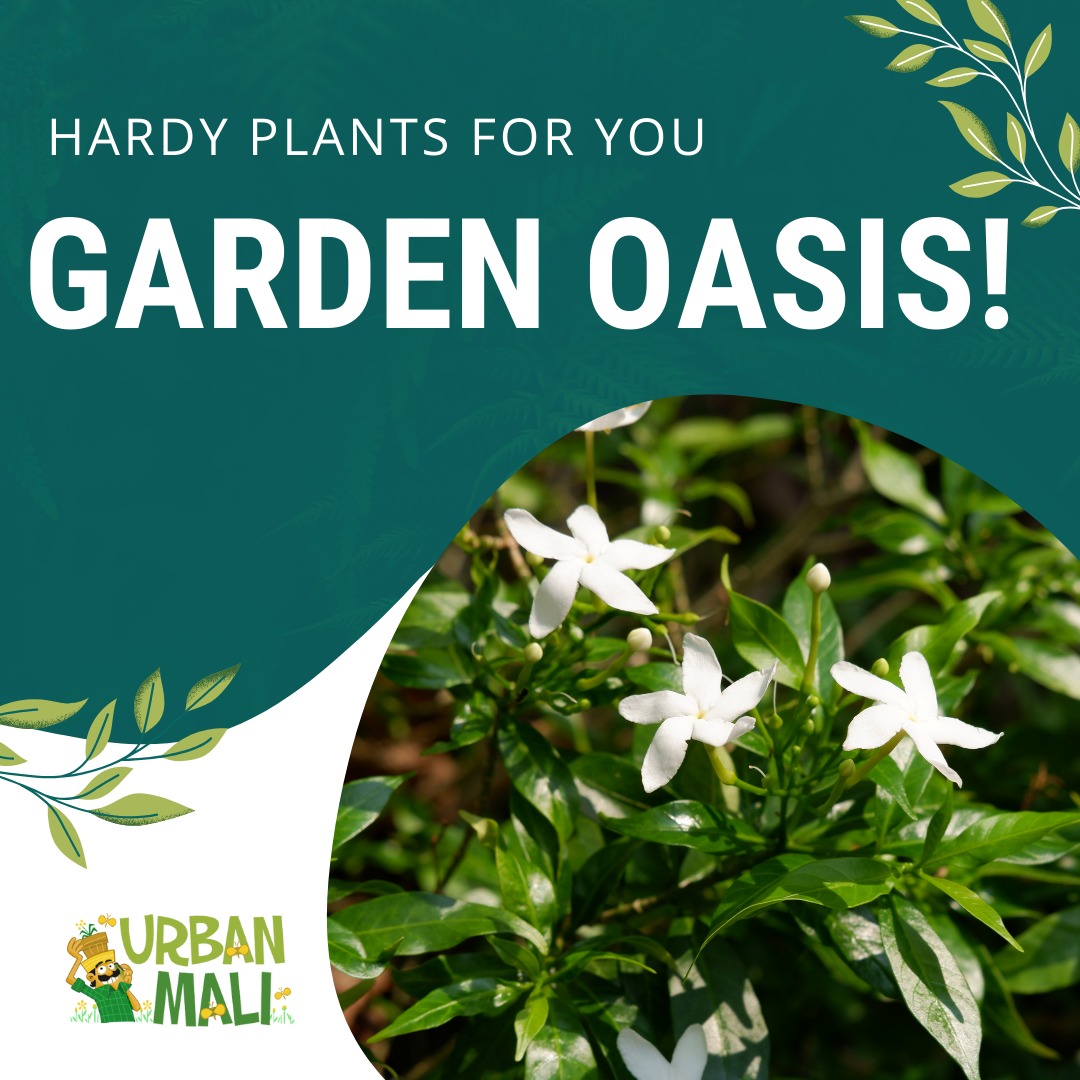 UrbanMali's tweet photo. Hello Green Thumbs! 

Ready to add some resilient charm to your garden? Here are three hardy plants that will turn your outdoor space into a blooming paradise! 🌷🌿

#Oleander#HardyGarden #Bougainvillea #Crepe Jasmine#UrbanMali #UrbanGardening #HomeGardening #BangaloreGardeners https://t.co/nLY12WiZJi
