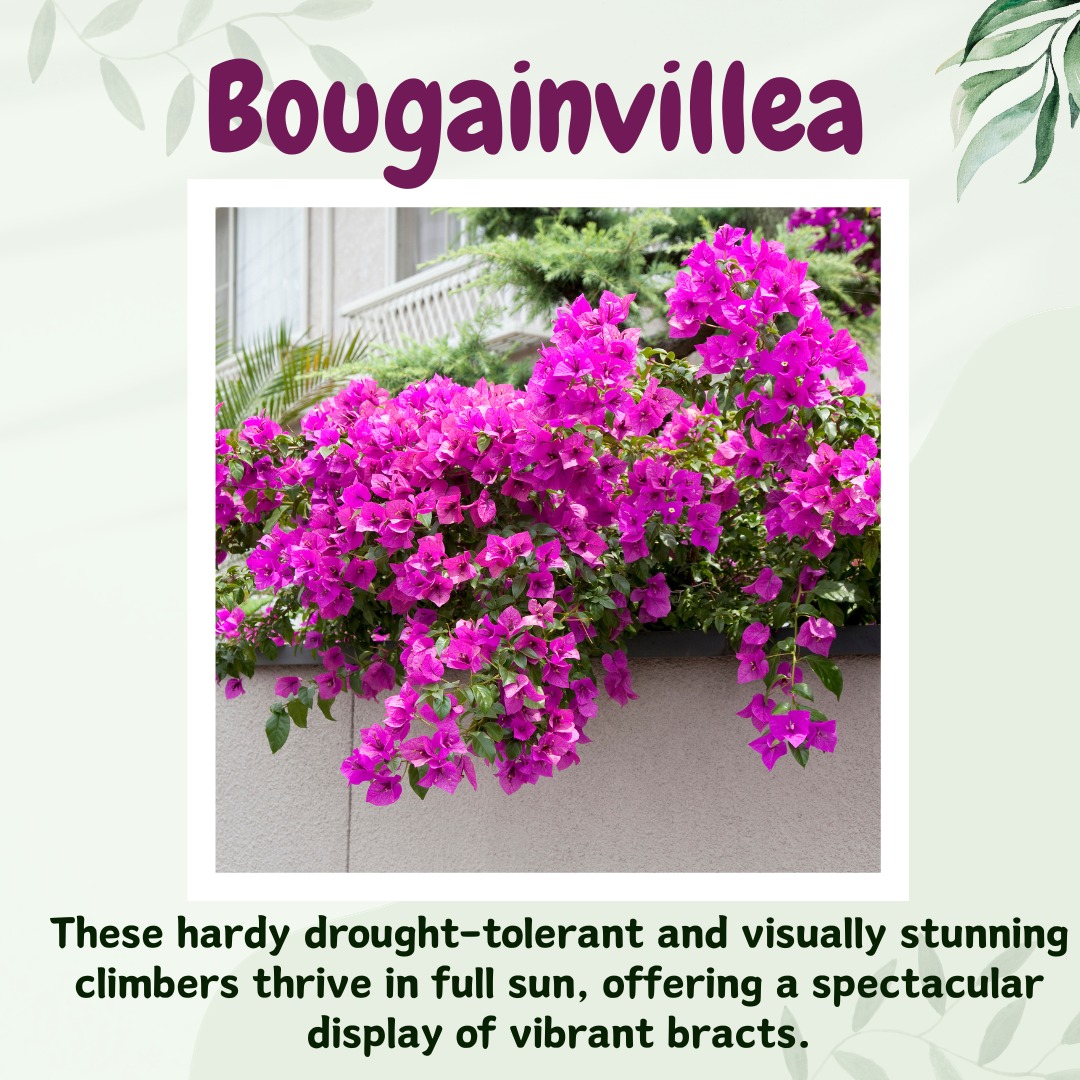 UrbanMali's tweet photo. Hello Green Thumbs! 

Ready to add some resilient charm to your garden? Here are three hardy plants that will turn your outdoor space into a blooming paradise! 🌷🌿

#Oleander#HardyGarden #Bougainvillea #Crepe Jasmine#UrbanMali #UrbanGardening #HomeGardening #BangaloreGardeners https://t.co/nLY12WiZJi