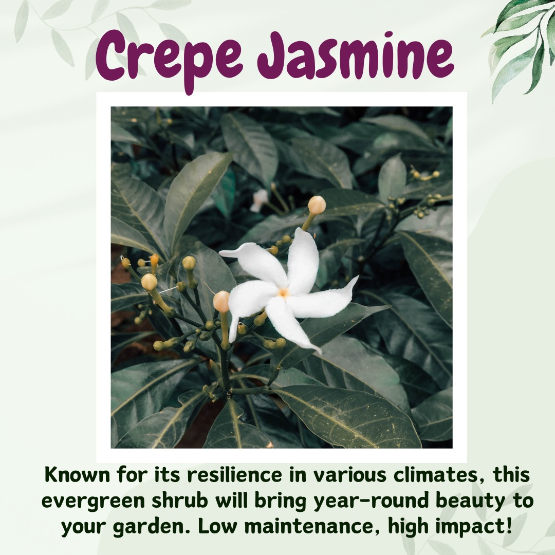 UrbanMali's tweet photo. Hello Green Thumbs! 

Ready to add some resilient charm to your garden? Here are three hardy plants that will turn your outdoor space into a blooming paradise! 🌷🌿

#Oleander#HardyGarden #Bougainvillea #Crepe Jasmine#UrbanMali #UrbanGardening #HomeGardening #BangaloreGardeners https://t.co/nLY12WiZJi