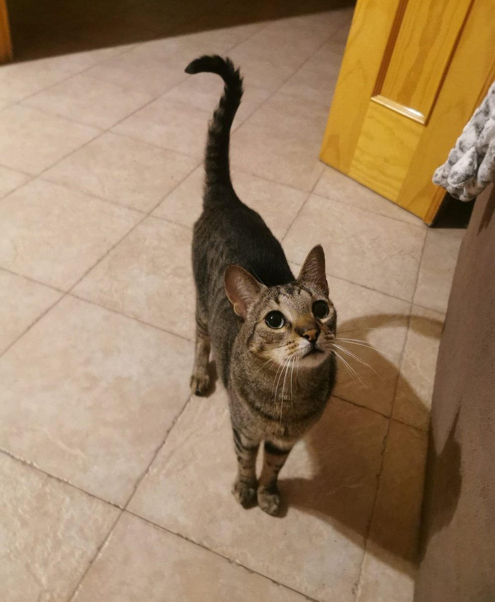 SusanaSS8's tweet photo. Dicen que mi gatito tiene apego ansioso hacía mí por que me sigue a todas partes y siempre está encima mía, pero lo que no saben es que el apego ansioso lo tengo yo hacía él 🥺🐾 https://t.co/FOKcYlS5qs
