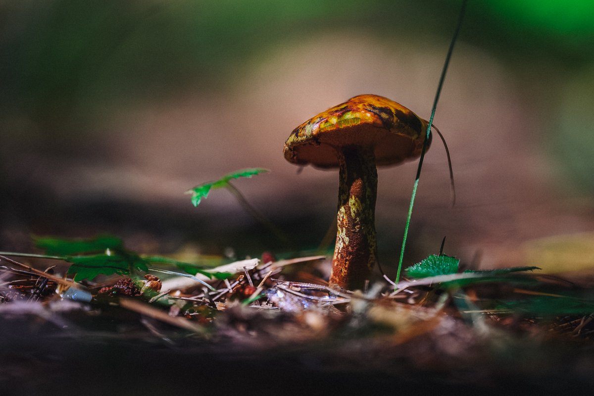 LightNatures's tweet photo. #nature #naturephotography #mushroom #mushroomphotography #toadstool #fungi #fungilove #fungiphotography #photography #nikonz https://t.co/UkaKFu7jvT