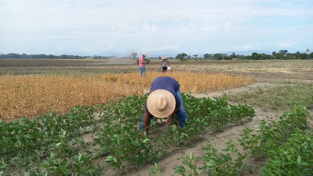 poloenred's tweet photo. Para planificar, para proyectar, para definir proyectos futuros, hay que experimentar. 
Hay un grupo de productores que tienen su propia finca experimental, para validar fechas de siembra, comportamiento ecofisiologico y manejos.
Hay mucho por hacer para mejorar. https://t.co/NmM4RaUJGl