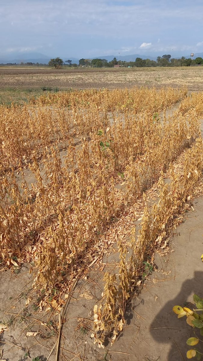 poloenred's tweet photo. Para planificar, para proyectar, para definir proyectos futuros, hay que experimentar. 
Hay un grupo de productores que tienen su propia finca experimental, para validar fechas de siembra, comportamiento ecofisiologico y manejos.
Hay mucho por hacer para mejorar. https://t.co/NmM4RaUJGl