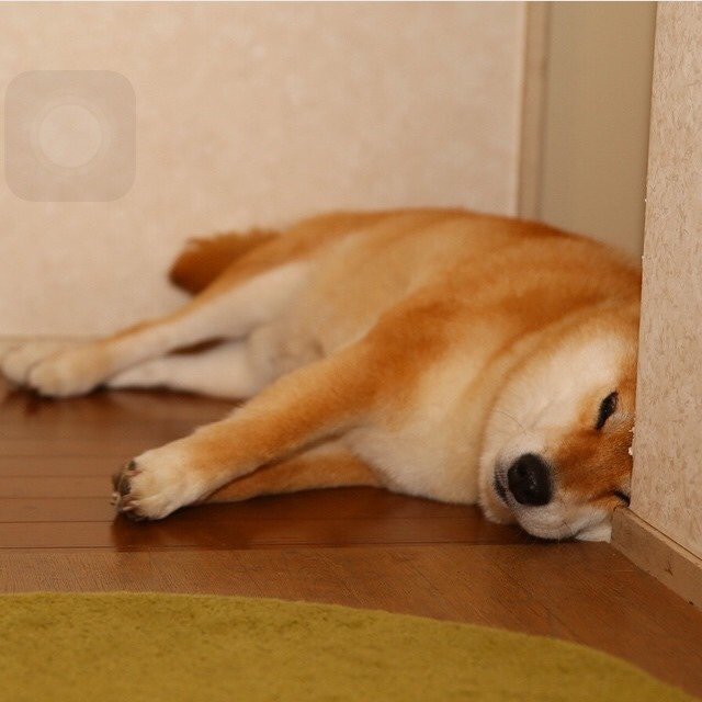 HourShiba's tweet photo. https://t.co/dy4RQyZfNi
