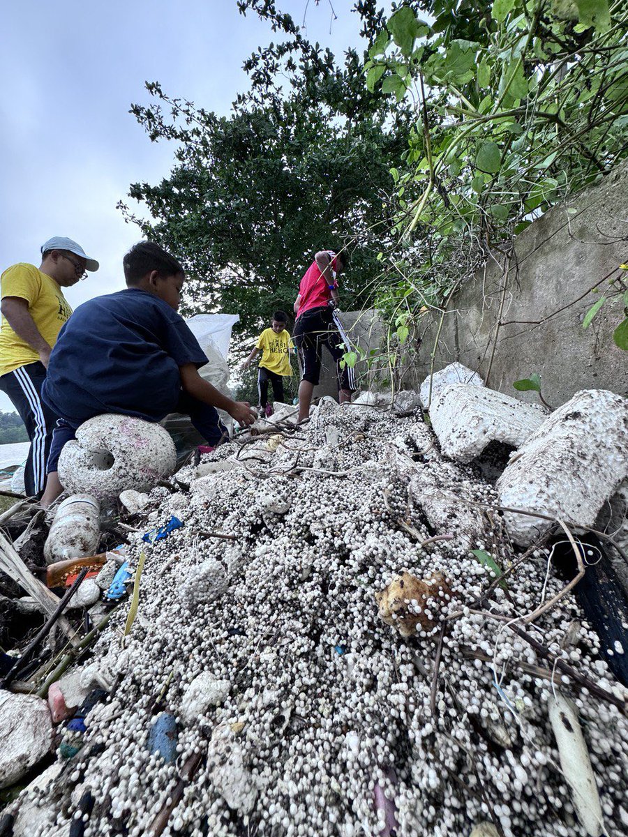 THMersing's tweet photo. Cleanup #80 hari ini di Pantai Penyabong. 
Jumlah Hero: 15, 13 #trashherokids 
Jumlah sampah: 49.3Kg

Lihatlah serpihan styrofoam ni, dari makroplastik akan jadi mikroplastik. 

#microplastic #cleanup https://t.co/SAZyKisMvy